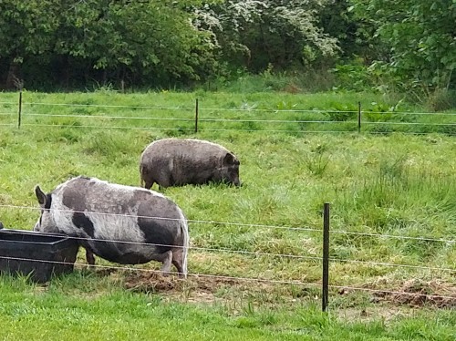 Unsere Nachbarn... bis wir den Speck fürs Frühstück brauchen