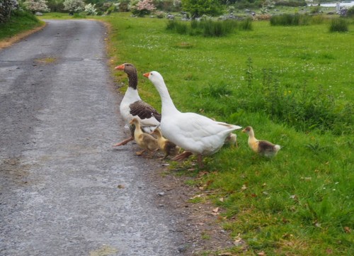 Abendspaziergang mit der Familie