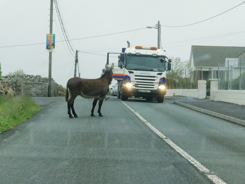 Esel entlaufen, Verkehrschaos in Connemara